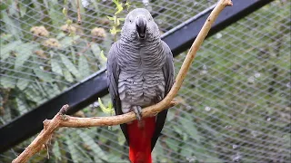 amazing African gray parrot in cave  - 30 min African grey parrots sign in my backyard