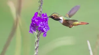 Scintillant Hummingbird (Selasphorus scintilla) 1