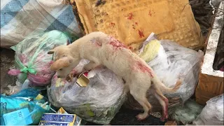 Rescue the exhausted little dog while searching for food in the landfill