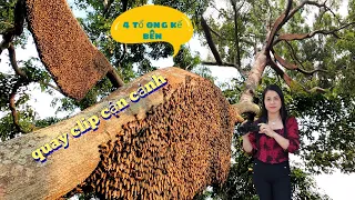 #892.Chinh Phục 1 Cây 4 Tổ Ong KHỔNG LỒ Bị Đánh Te Tua.Picking up 4 HUGE Beehives 1 Giant Star Tree