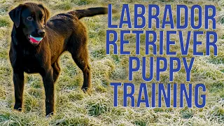 Labrador Puppy Training: Part One