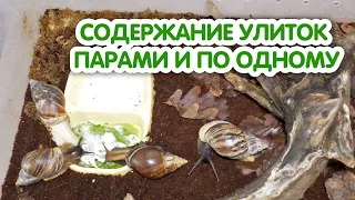 Содержание улиток ахатин парами и по одному. Уживаемость разных видов улиток