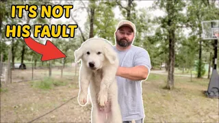 We Made A Big Mistake Getting This Livestock Guardian Dog