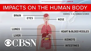 Understanding the extent of damage COVID-19 does to the body