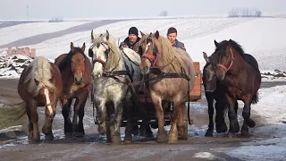 Caii lui Pancica de la Sarmasu, Mures - 2021