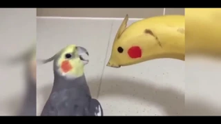 Очень смешные попугаи / Very funny parrots