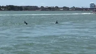 Dolphin Tour Galveston Texas