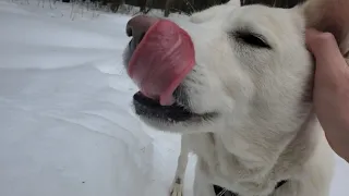 Прогулка с Мартой и Баксом