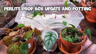 Perlite Propagation Box Update | POTTING SOME PROPAGATIONS TOO!