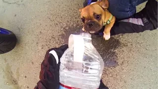 BIKERS RESCUE PUPPY FROM HOT CAR | RANDOM ACT OF KINDNESS |  [Ep. #22]