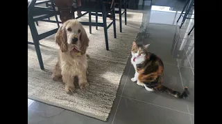 Introducing our Cocker Spaniel Puppy to our Cat