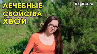 Лечебные свойства хвои для здоровья человека. Польза и вред сосновой хвои