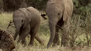 Those Who Risk Their Lives to Protect Elephants | This Wild Life | BBC Earth