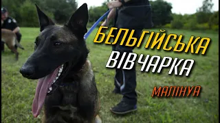 Бельгійська вівчарка МАЛІНУА: ОПИС, ДОГЛЯД, ОСОБЛИВОСТІ ПОРОДИ