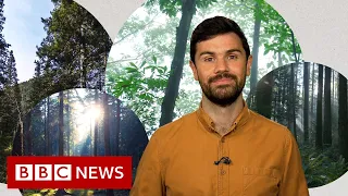 Deforestation: What’s wrong with planting new forests? - BBC News