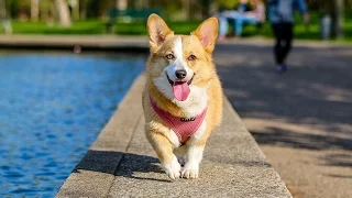 Top 10 Cool Tricks To Teach Your Dog