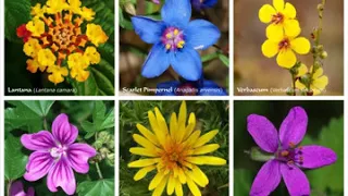 Flower | Wikipedia audio article