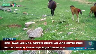 SPİL DAĞLARINDA GEZEN KURTLAR GÖRÜNTÜLENDİ