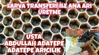 LARVA TRANSFERİ İLE KRALİÇE (ANA) ARI ÜRETME