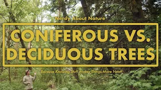 Coniferous VS Deciduous Trees - Whats the Difference?!  || Nerdy About Nature