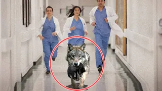 A Wild Wolf Risked His Life to Broke into the Hospital, Nurse Burst into Tears When She Realized Why