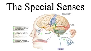 Special Senses Lecture