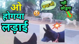 हो गया लड़ाई टोमी )(के साथ)#viral #myfirstvlog #trending # #viral #dog