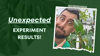 💚 Maximize Your Houseplant's Potential: Discover the Best Hacks! 📈  Unveiling Experiment Results! 🧪