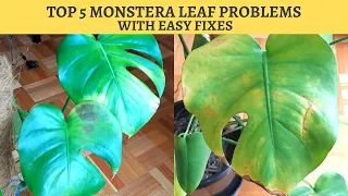 MONSTERA DELICIOSA TOP 5 PROBLEMS AND EASY FIXES