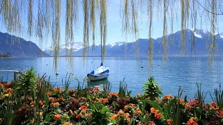 🇨🇭🌸Flower Walk | Montreux | Geneva Lake Switzerland 4K 60FPS Video