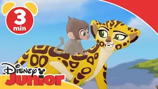 Løvenes garde synger ♫ | Bavianer - Disney Junior Norge