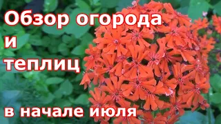 Обзор моего огорода, сада и теплиц на 12.07.21. Подмосковье. Огородные планы на ближайшие дни.