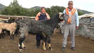 YÖRÜKLERİN DEV KEÇİLERİ VE YÖRÜK HAYATI ! ÇOBAN KÖPEKLERİ HAYVANCILIK KÖY HAYATI KEÇİ YİYEN KURTLAR