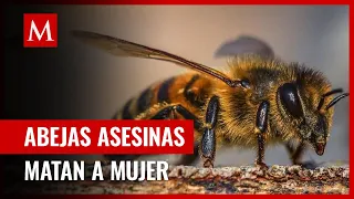 Muere mujer por ataque de abejas en Tabasco; hay decenas de heridos