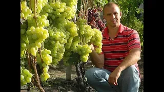 Виноград Антоний Великий. Сезон 2017 (Grapes "Anthony the Great". Season 2017)