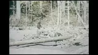 BIGFOOT TAPES Trailer Deutsch