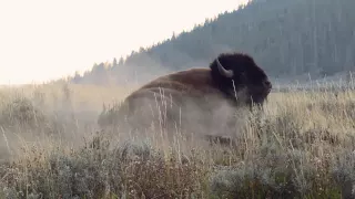 Wildlife Photography - BISON RUT - Jackson Hole / Grand Teton National Park / Yellowstone