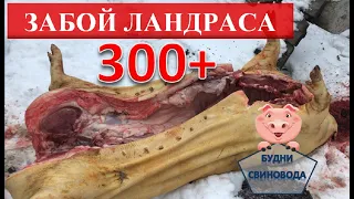 ЗАБОЙ СВИНЬИ, ЛАНДРАСЫ 300+ кг//МЯСА КАК С КОРОВЫ