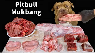 ASMR MUKBANG PITBULL EATING RAW FOODS BEEF RIBS PORK NOSE