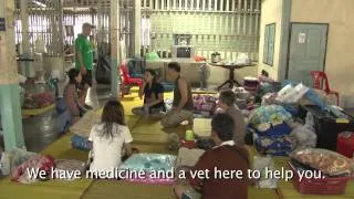 Dog Rescue in Nakon Sawan Flood (English) - ElephantNews