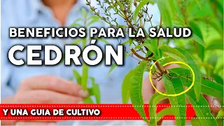 El Cedrón: Un Secreto Bien Guardado de la Medicina Natural. Debes plantarla en tu huerta y jardín