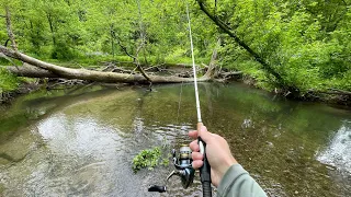 THIS Creek is LOADED with TROUT! (Rainbow & Brook)