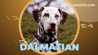 Dalmatian Breed Info and Facts