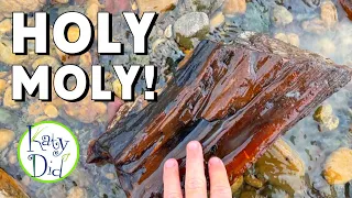 Creek Rockhounding for INCREDIBLE Petrified Wood and Agate