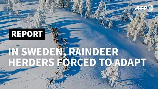 Climate change forces Sami reindeer herders to adapt | AFP