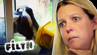 The House Filled With Goats... | Obsessive Compulsive Cleaners | Episode 7 | Filth