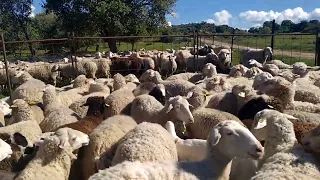 Hoy recogemos las ovejas para destetar