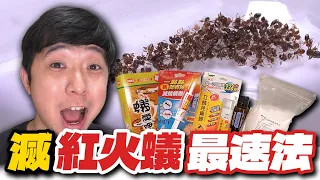 紅火蟻最怕這個！6種常見滅蟻產品實測｜最瘋狂的企劃【臺灣蟻窟】