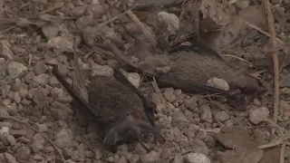 Winter storm has devastating impact on bat population | FOX 7 Austin