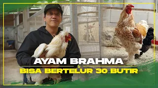 Movie Maker Sepi Job Saat Covid, Alih Profesi Budidaya Ayam Brahma